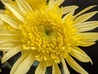 Canlı yapraklar kadife gibi bir dokuyu, derin bir karanlık tarafından güzelce çerçevelenmiş bir şekilde sergiler..