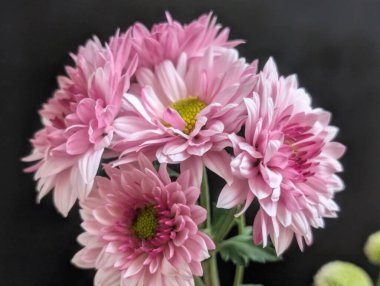 Canlı yapraklar kadife gibi bir dokuyu, derin bir karanlık tarafından güzelce çerçevelenmiş bir şekilde sergiler..