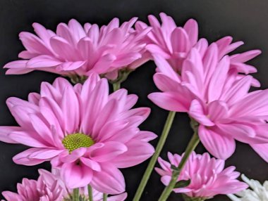 Canlı yapraklar kadife gibi bir dokuyu, derin bir karanlık tarafından güzelce çerçevelenmiş bir şekilde sergiler..