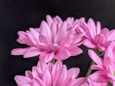 Canlı yapraklar kadife gibi bir dokuyu, derin bir karanlık tarafından güzelce çerçevelenmiş bir şekilde sergiler..