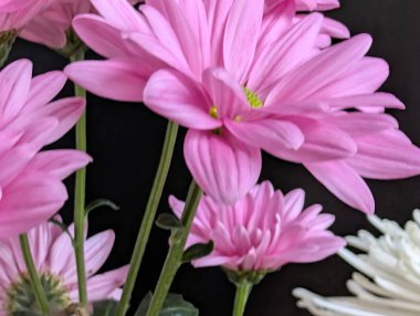 Canlı yapraklar kadife gibi bir dokuyu, derin bir karanlık tarafından güzelce çerçevelenmiş bir şekilde sergiler..