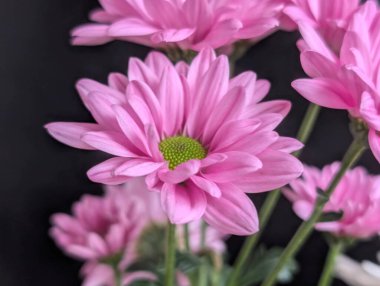 Canlı yapraklar kadife gibi bir dokuyu, derin bir karanlık tarafından güzelce çerçevelenmiş bir şekilde sergiler..