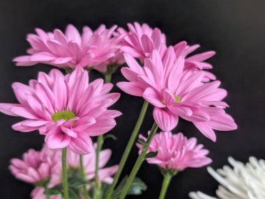 Canlı yapraklar kadife gibi bir dokuyu, derin bir karanlık tarafından güzelce çerçevelenmiş bir şekilde sergiler..