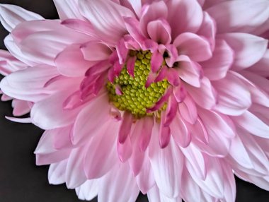 Canlı yapraklar kadife gibi bir dokuyu, derin bir karanlık tarafından güzelce çerçevelenmiş bir şekilde sergiler..