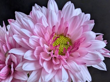 Canlı yapraklar kadife gibi bir dokuyu, derin bir karanlık tarafından güzelce çerçevelenmiş bir şekilde sergiler..