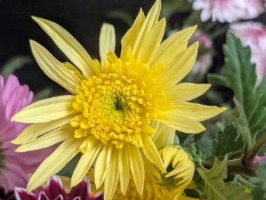 Canlı yapraklar kadife gibi bir dokuyu, derin bir karanlık tarafından güzelce çerçevelenmiş bir şekilde sergiler..