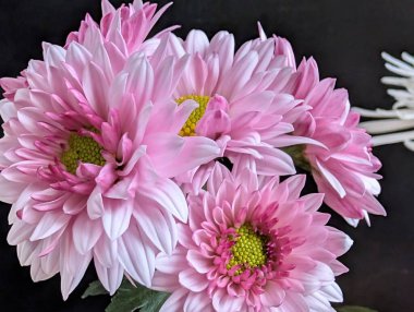 Canlı yapraklar kadife gibi bir dokuyu, derin bir karanlık tarafından güzelce çerçevelenmiş bir şekilde sergiler..