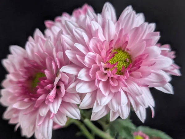 Canlı yapraklar kadife gibi bir dokuyu, derin bir karanlık tarafından güzelce çerçevelenmiş bir şekilde sergiler..