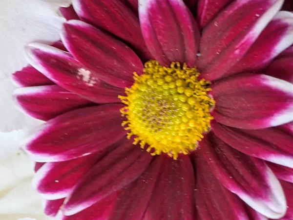 Canlı yapraklar kadife gibi bir dokuyu, derin bir karanlık tarafından güzelce çerçevelenmiş bir şekilde sergiler..