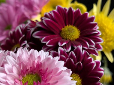 Canlı yapraklar kadife gibi bir dokuyu, derin bir karanlık tarafından güzelce çerçevelenmiş bir şekilde sergiler..