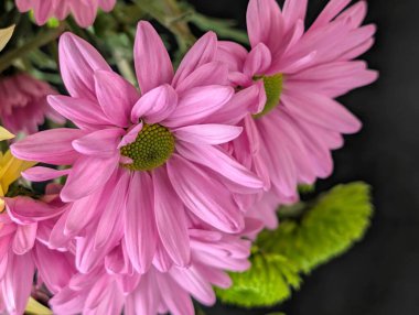 Canlı yapraklar kadife gibi bir dokuyu, derin bir karanlık tarafından güzelce çerçevelenmiş bir şekilde sergiler..