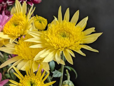 Canlı yapraklar kadife gibi bir dokuyu, derin bir karanlık tarafından güzelce çerçevelenmiş bir şekilde sergiler..