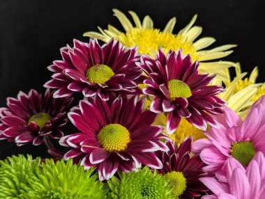 Canlı yapraklar kadife gibi bir dokuyu, derin bir karanlık tarafından güzelce çerçevelenmiş bir şekilde sergiler..