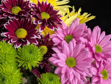 Canlı yapraklar kadife gibi bir dokuyu, derin bir karanlık tarafından güzelce çerçevelenmiş bir şekilde sergiler..