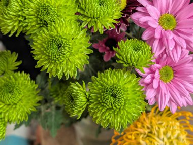 Canlı yapraklar kadife gibi bir dokuyu, derin bir karanlık tarafından güzelce çerçevelenmiş bir şekilde sergiler..