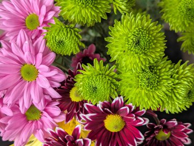 Canlı yapraklar kadife gibi bir dokuyu, derin bir karanlık tarafından güzelce çerçevelenmiş bir şekilde sergiler..