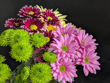 Canlı yapraklar kadife gibi bir dokuyu, derin bir karanlık tarafından güzelce çerçevelenmiş bir şekilde sergiler..