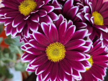 Canlı yapraklar kadife gibi bir dokuyu, derin bir karanlık tarafından güzelce çerçevelenmiş bir şekilde sergiler..