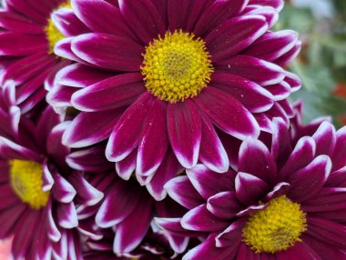 Canlı yapraklar kadife gibi bir dokuyu, derin bir karanlık tarafından güzelce çerçevelenmiş bir şekilde sergiler..