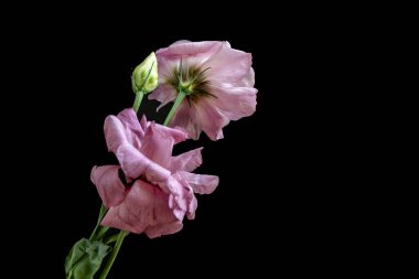 Canlı yapraklar kadife gibi bir dokuyu, derin bir karanlık tarafından güzelce çerçevelenmiş bir şekilde sergiler..