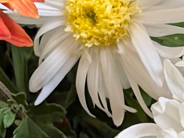 Canlı yapraklar kadife gibi bir dokuyu, derin bir karanlık tarafından güzelce çerçevelenmiş bir şekilde sergiler..