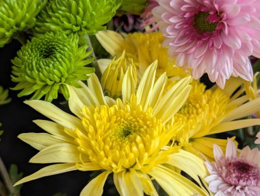 Bahçe çiçeklerinin koyu arkaplanda açtığı Macro çekimi. 