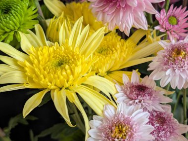 Bahçe çiçeklerinin koyu arkaplanda açtığı Macro çekimi. 