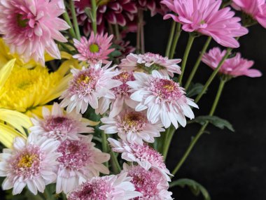 Bahçe çiçeklerinin koyu arkaplanda açtığı Macro çekimi. 