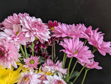 Bahçe çiçeklerinin koyu arkaplanda açtığı Macro çekimi. 