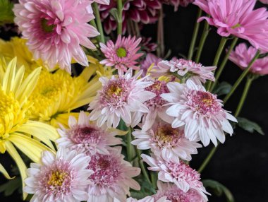 Bahçe çiçeklerinin koyu arkaplanda açtığı Macro çekimi. 