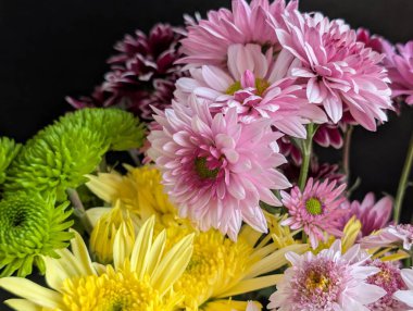 Bahçe çiçeklerinin koyu arkaplanda açtığı Macro çekimi. 