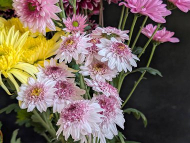 Bahçe çiçeklerinin koyu arkaplanda açtığı Macro çekimi. 