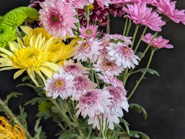 Bahçe çiçeklerinin koyu arkaplanda açtığı Macro çekimi. 