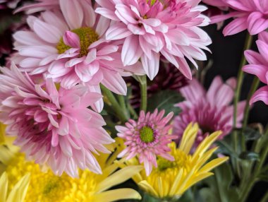 Bahçe çiçeklerinin koyu arkaplanda açtığı Macro çekimi. 