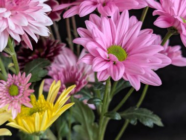 Bahçe çiçeklerinin koyu arkaplanda açtığı Macro çekimi. 