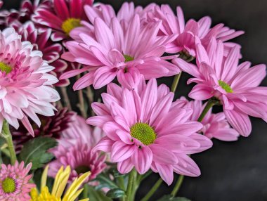 Bahçe çiçeklerinin koyu arkaplanda açtığı Macro çekimi. 