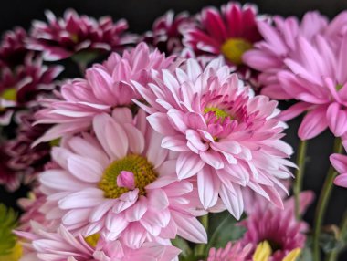 Bahçe çiçeklerinin koyu arkaplanda açtığı Macro çekimi. 