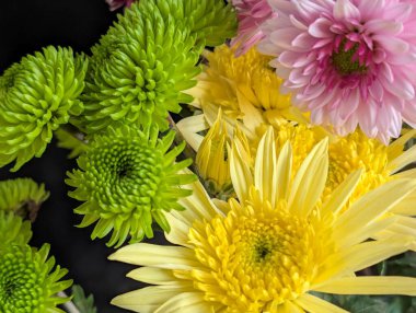 Bahçe çiçeklerinin koyu arkaplanda açtığı Macro çekimi. 