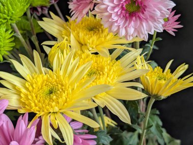 Bahçe çiçeklerinin koyu arkaplanda açtığı Macro çekimi. 