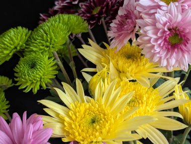 Bahçe çiçeklerinin koyu arkaplanda açtığı Macro çekimi. 