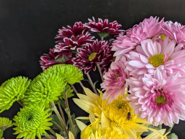 Bahçe çiçeklerinin koyu arkaplanda açtığı Macro çekimi. 