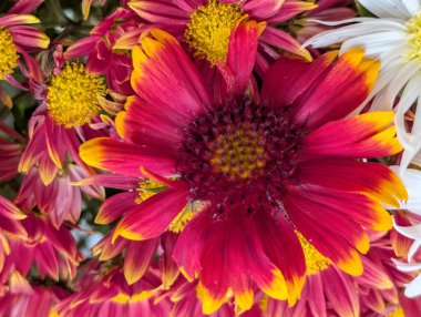 Güzel Çiçeklerin Yakından Görünümü, Çiçek Açma, Çiçek Arkaplanı 