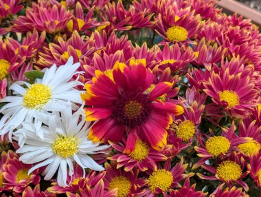 Bahçe çiçeklerinin koyu arkaplanda açtığı Macro çekimi. 