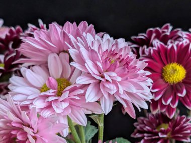 Bahçe çiçeklerinin koyu arkaplanda açtığı Macro çekimi. 