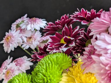 Bahçe çiçeklerinin koyu arkaplanda açtığı Macro çekimi. 