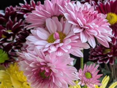 Bahçe çiçeklerinin koyu arkaplanda açtığı Macro çekimi. 