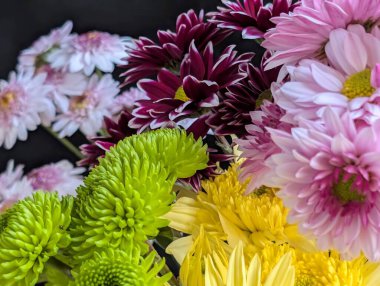 Bahçe çiçeklerinin koyu arkaplanda açtığı Macro çekimi. 