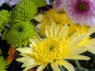 Bahçe çiçeklerinin koyu arkaplanda açtığı Macro çekimi. 