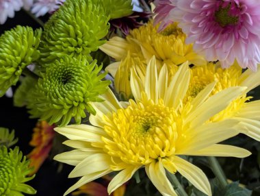 Bahçe çiçeklerinin koyu arkaplanda açtığı Macro çekimi. 