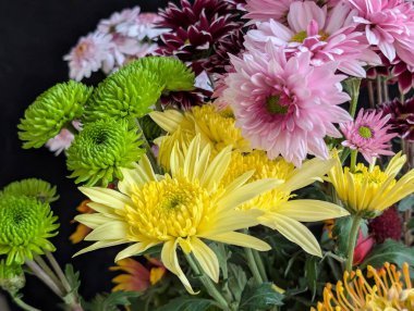 Bahçe çiçeklerinin koyu arkaplanda açtığı Macro çekimi. 